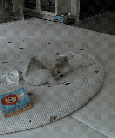 강아지 알러지 검사 종류와 비용, 결과 정확도는?