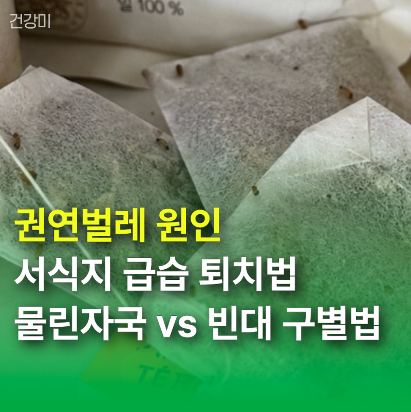 권연벌레 원인부터 서식지 급습 퇴치법 및 물린자국 vs 빈대 구별법까지