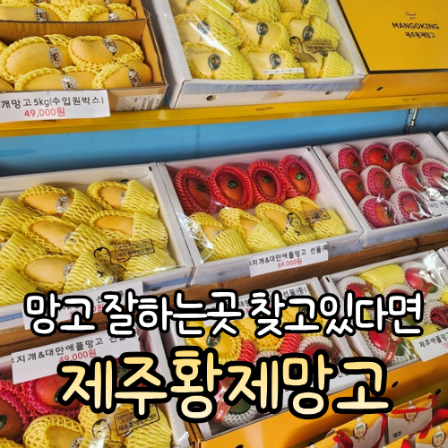제주 애플망고 저렴하게 사는 곳 제주황제망고, 가격·구매 후기