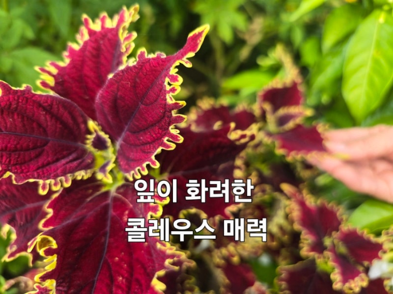 콜레우스 키우기 꽃말부터 잎 색상 물주기 삽목 월동까지 자세한 정보