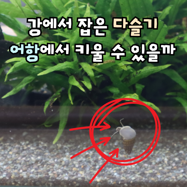 다슬기 키우기 어렵지 않아요 먹이 다슬기알 번식까지