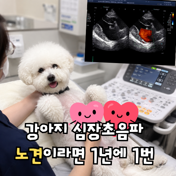 12살 강아지 심장초음파 검사 비용 주기 금식 시간 등
