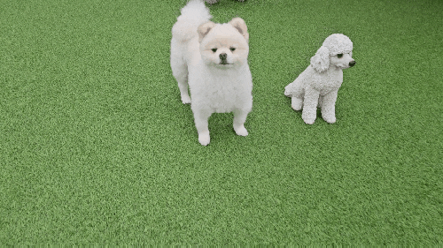 남양주 별내동애견카페 도그라운지, 7kg 이하 소형견전용 노키즈존