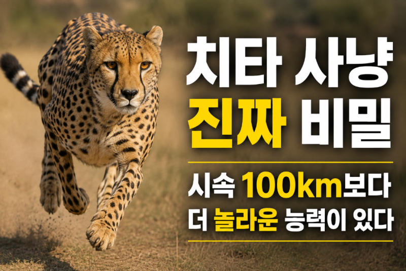 치타는 시속 100km로 사냥한다? 실제 추적 기록은 달랐습니다