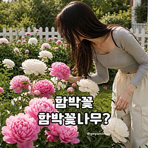 함박꽃 작약 키우기, 개화시기와 모란·함박꽃나무 차이