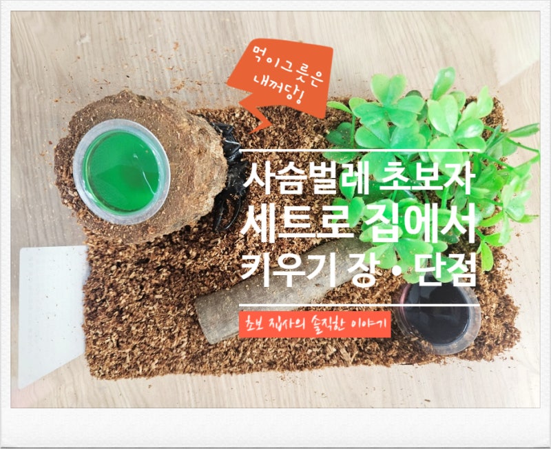 아파트에서 사슴벌레 잡기! 초보자 세트로 집에서 키우기 장•단점