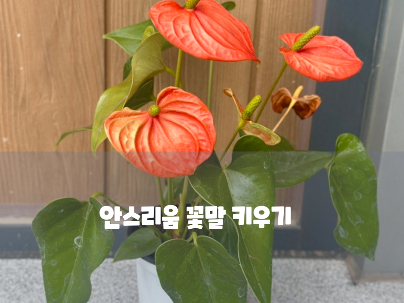 안스리움 꽃말 키우기 물주기 과습 없이 꽃 오래 보는 꿀팁