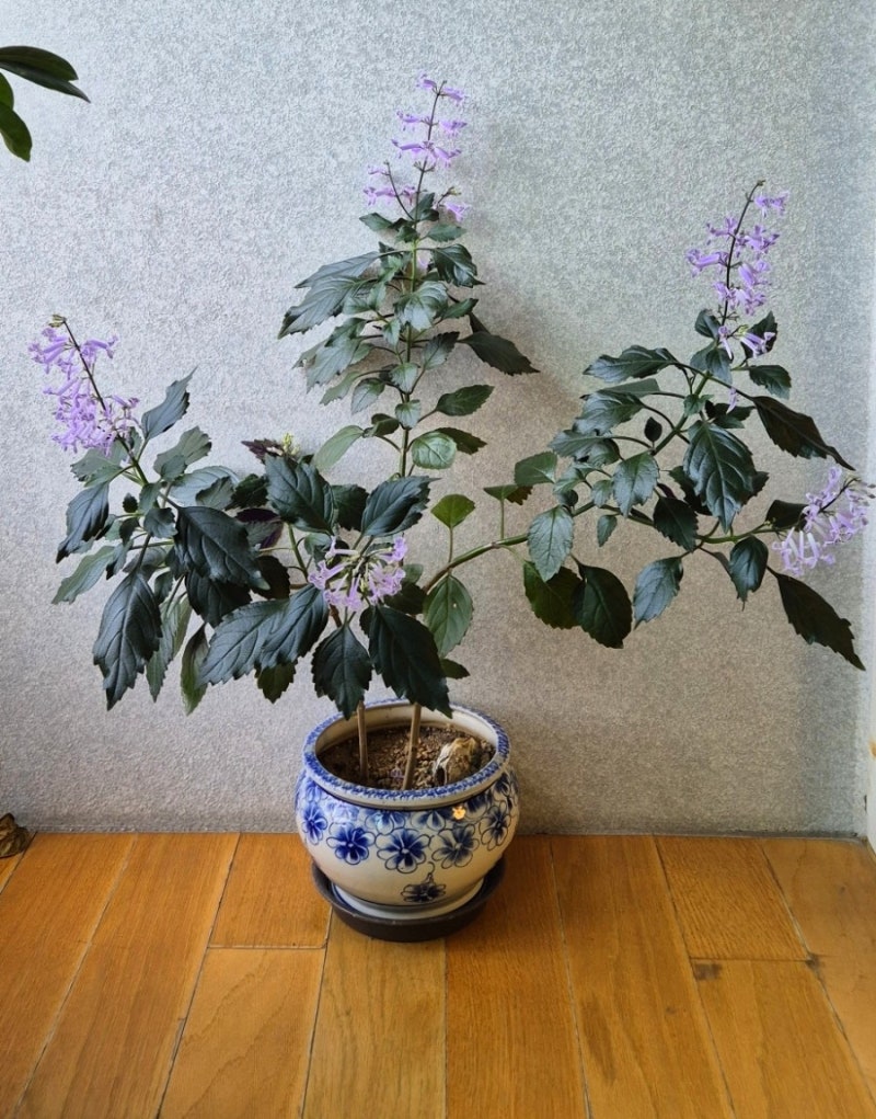 잎도 꽃도 보라색 해피블루 모나 라벤더 Plectranthus mona Lavender 3년차 키우기 대품으로 풍성하....