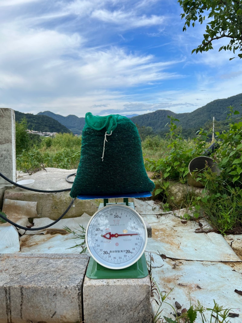 계곡에서 직접잡은 다슬기12kg, 3일 해감하고 삶아 냉동 보관한 이야기