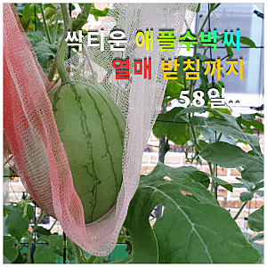 옥상 텃밭 애플수박 키우기 씨앗 발아부터 열매 받침까지 58일의 기록