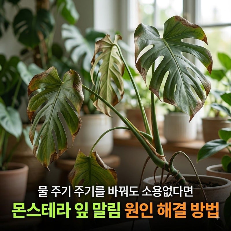 "물 주기 주기를 바꿔도 소용없다면" 몬스테라 잎 말림 원인 해결 방법