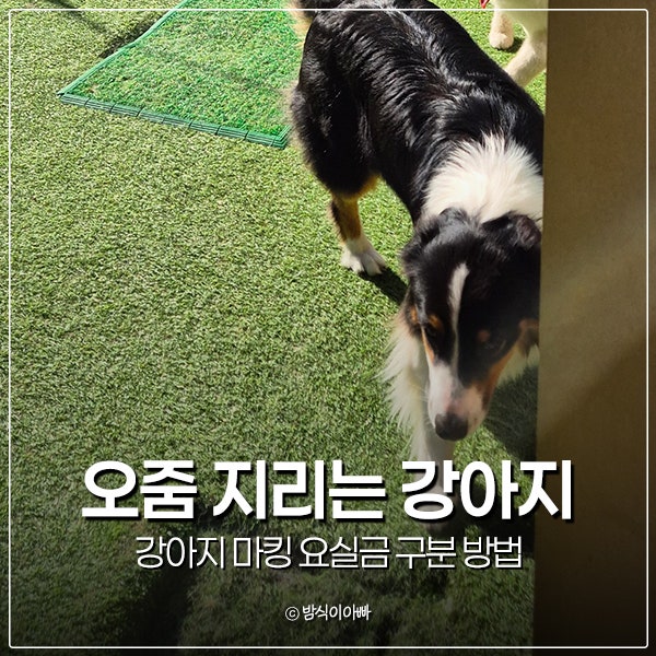 자꾸 오줌 지리는 강아지 마킹 요실금 구분 방법