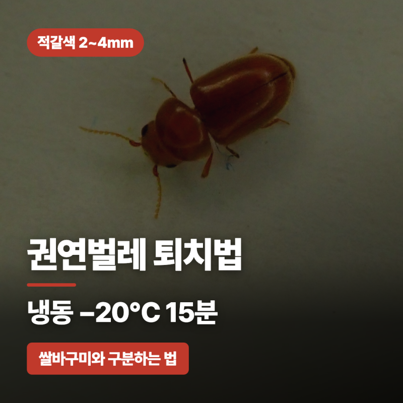 권연벌레 퇴치법, 냉동 −20℃ 15분 :: 쌀바구미와 구분하는 법