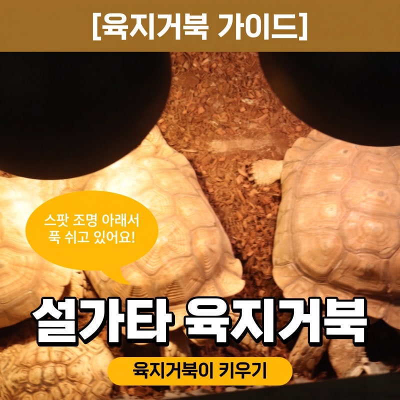 거북이 종류 설가타 육지거북 사육 육지거북이 키우기