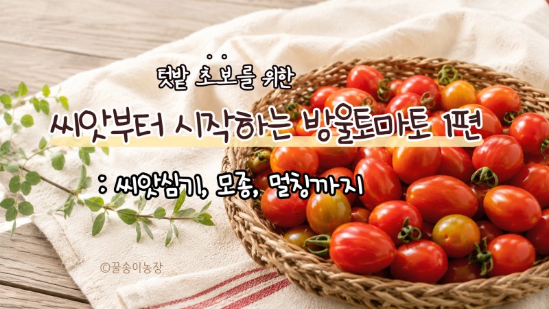 텃밭 초보를 위한: 씨앗부터 시작하는 방울토마토 ①