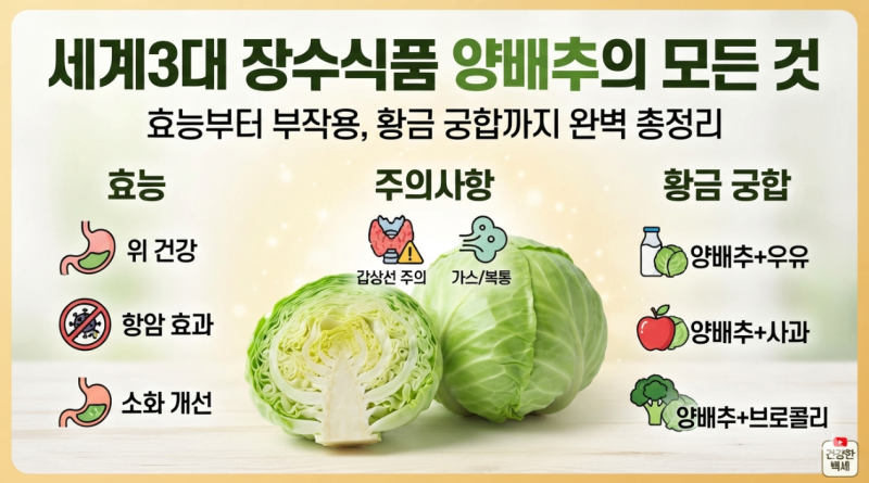 세계3대 장수식품 양배추의 모든 것 : 효능부터 부작용,황금 궁합까지 완벽 총정리