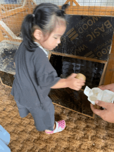 일산 아이랑 가볼만한곳 꼬꼬체험관 알줍기 일산 동물농장