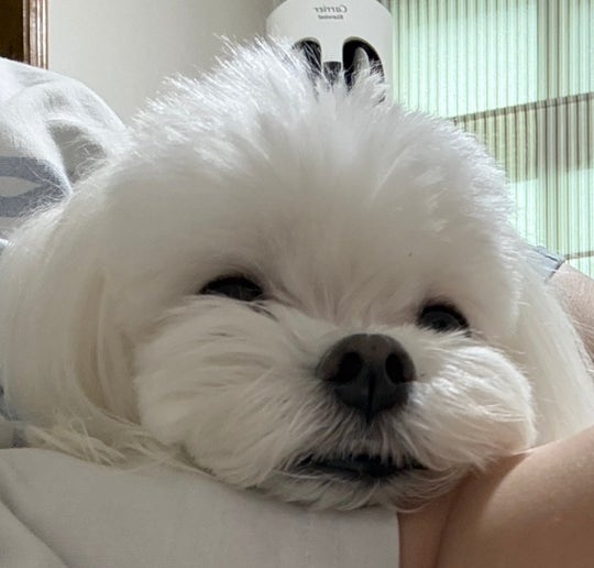 "짜주면 되는 줄 알았어요" 강아지 눈다래끼, 절대 하면 안 되는 행동