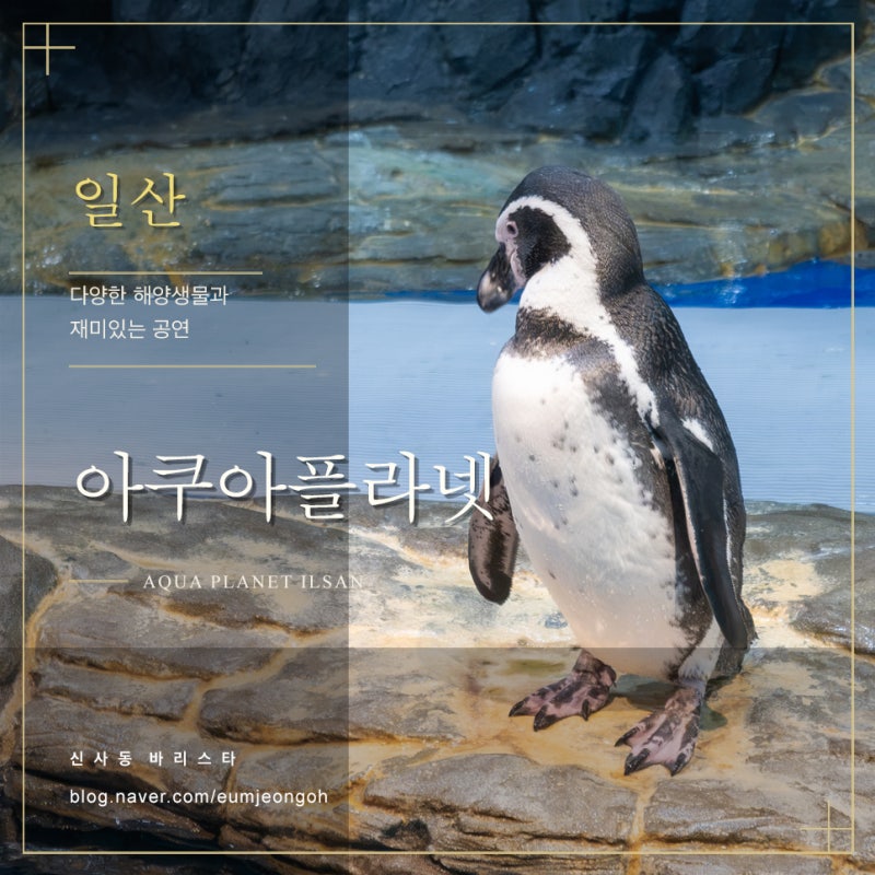 일산 아쿠아플라넷 아쿠아리움 할인 팁