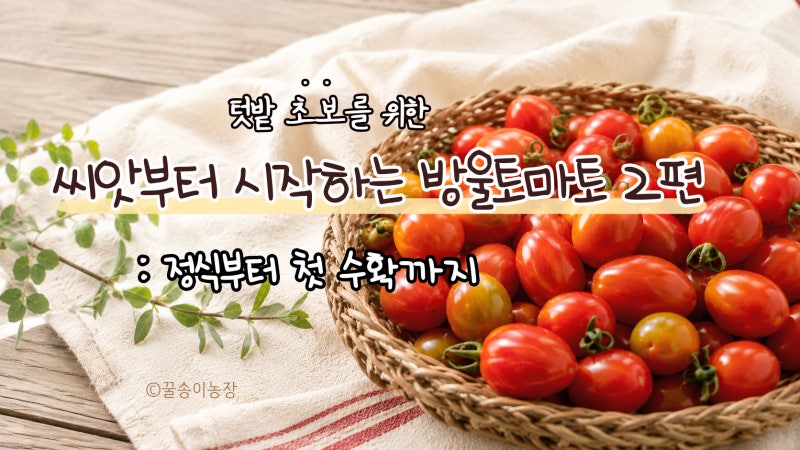텃밭 초보를 위한 : 씨앗부터 시작하는 방울토마토②