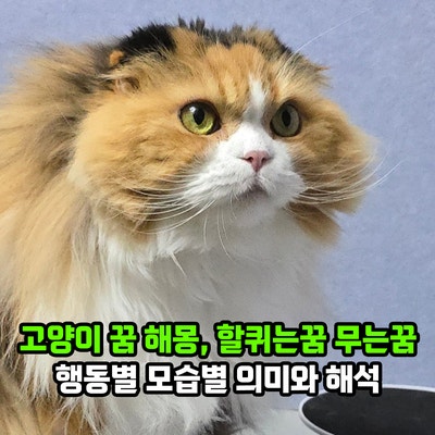 고양이 꿈 해몽, 할퀴는꿈 무는꿈 행동별 모습별 의미와 해석
