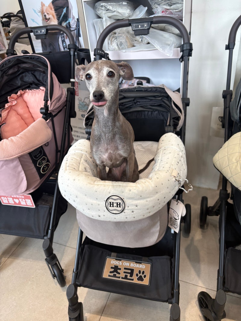 [펫막스 상담 일지] 소형견 5kg 피카고 프리투고 2.5 강아지유모차 구매 완료‼️