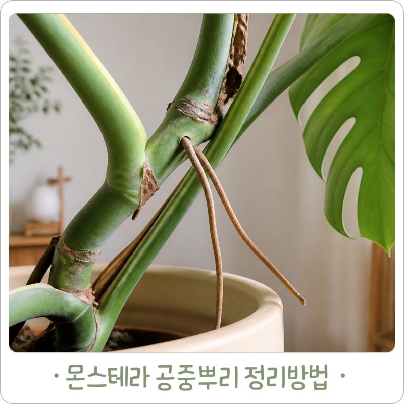 몬스테라 공중뿌리 자르면 될까, 길게 자랄 때 정리하는 법