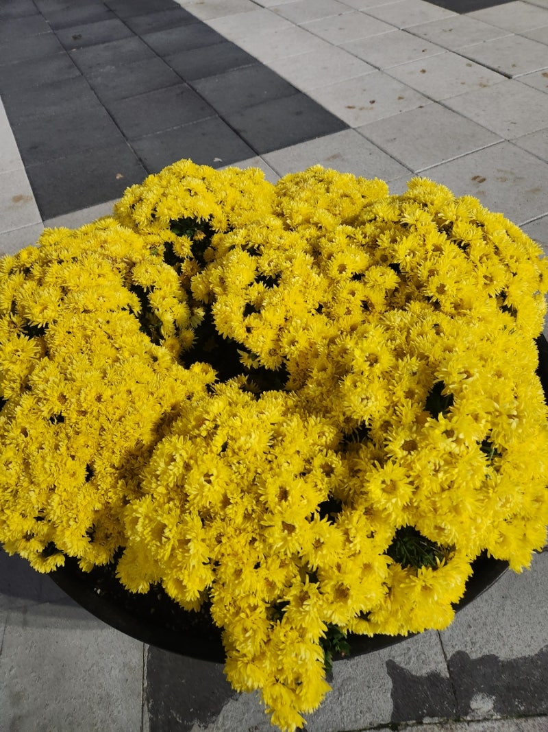 국화 옆에서. 서정주