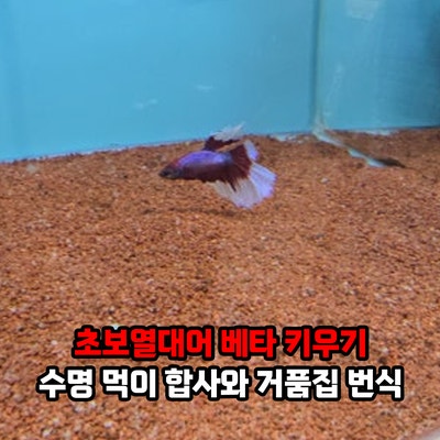 초보열대어 베타 키우기, 어항 환경 수명과 먹이 베타 물고기 합사와 거품집 번식 방법은?