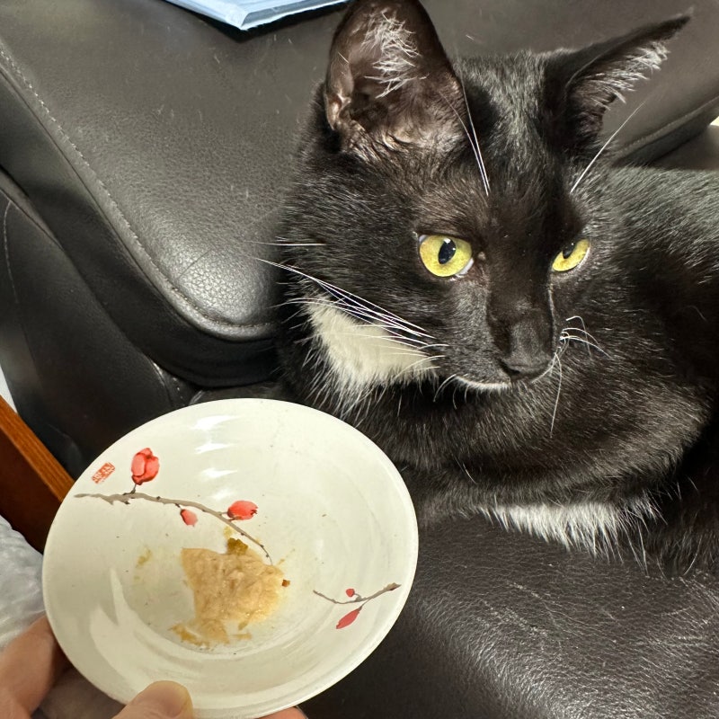 고양이 습식사료 고르기, 파우치·캔·츄르 뭐가 다를까