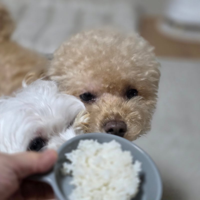 밥솥 소리만 나면 달려오는 강아지 쌀밥 그냥 줘도 될까요?
