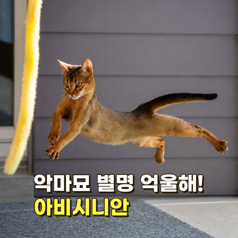 “악마묘라고?” 아비시니안 고양이의 반전 성격과 주의할 유전병