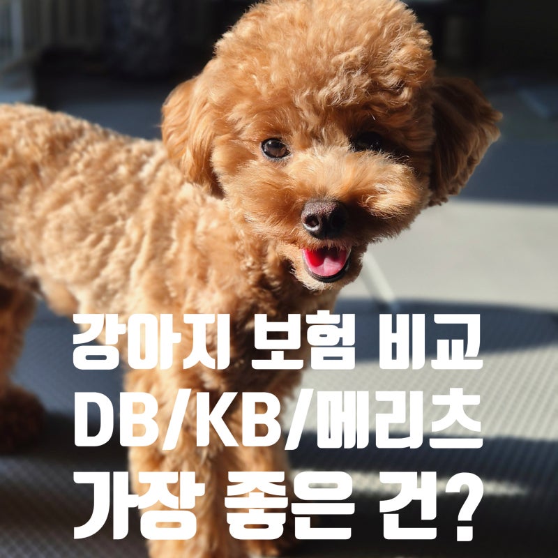 강아지 보험 비교 KB·DB·메리츠 직접 견적 내본 후기, 펫보험 어디가 좋을까?