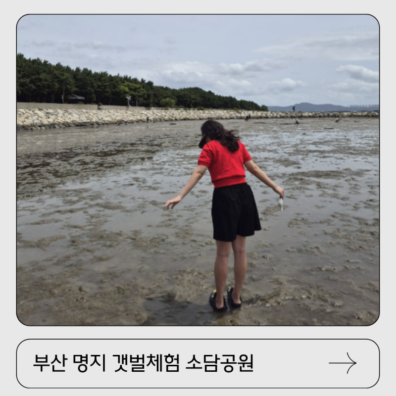 부산 아이랑 가볼만한곳 갯벌체험 명지 소담공원 맛조개 물때 주차