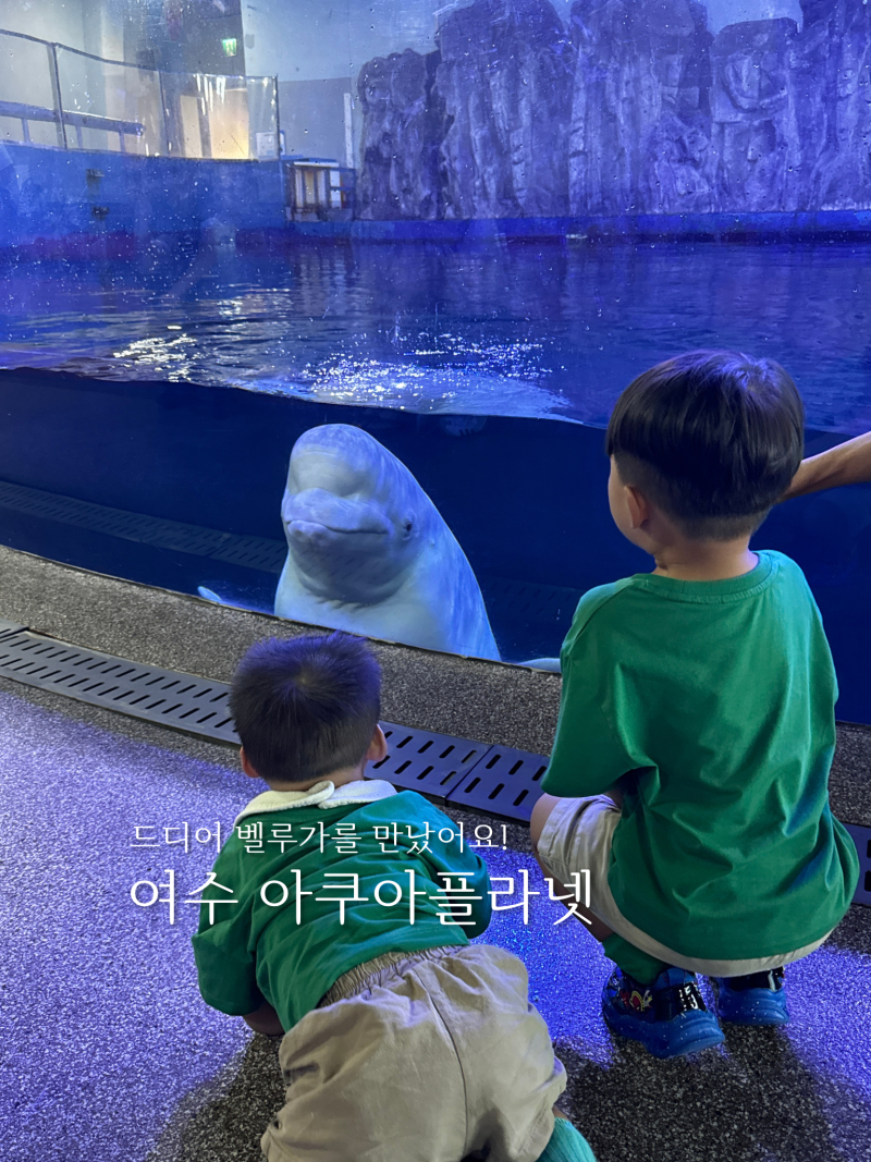 여수 아이와 가볼 만한 곳, 아쿠아플라넷｜벨루가를 직접 만나보니
