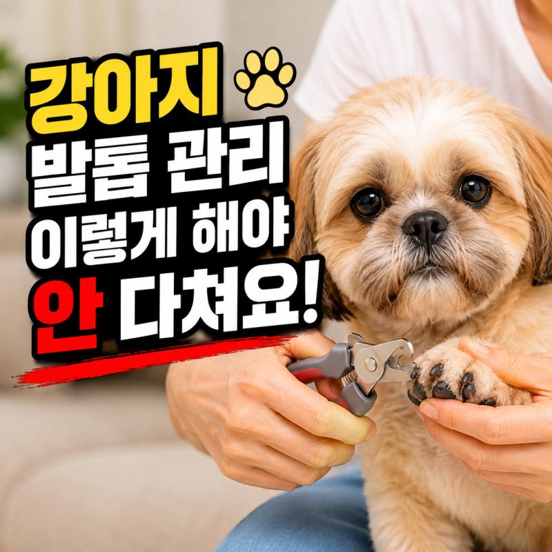 강아지 발톱깎이 사용법, 발톱자르는법 강아지 발톱그라인더 선택 방법
