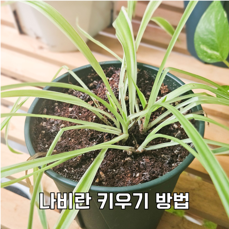 나비란 키우기, 수경재배 힘없을 때 흙으로 옮기는 법