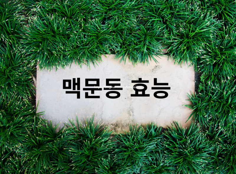 맥문동 모종 심는 법과 효능 | '보리를 닮은 겨울풀'이라는 이름의 사연