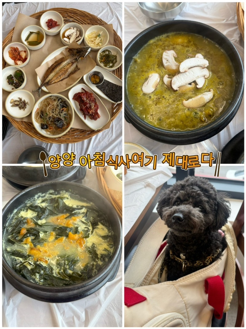 양양쏠비치근처맛집 낙산 귀신고래 양양본점｜강아지 동반 아침식사