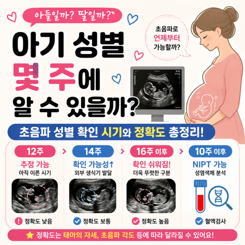 아기 성별 몇 주에 알 수 있을까? 초음파 성별 확인 시기와 정확도 총정리
