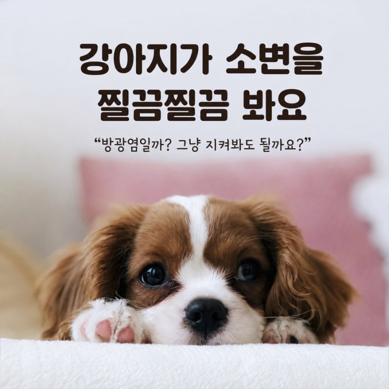 강아지가 소변을 찔끔찔끔 봐요｜방광염일까?