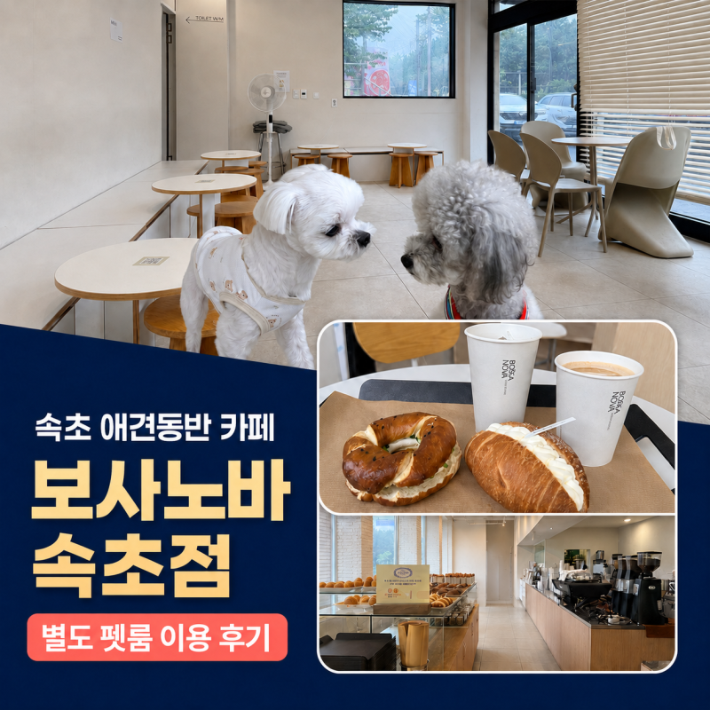 속초 애견동반 카페 보사노바 속초점 펫룸 이용후기