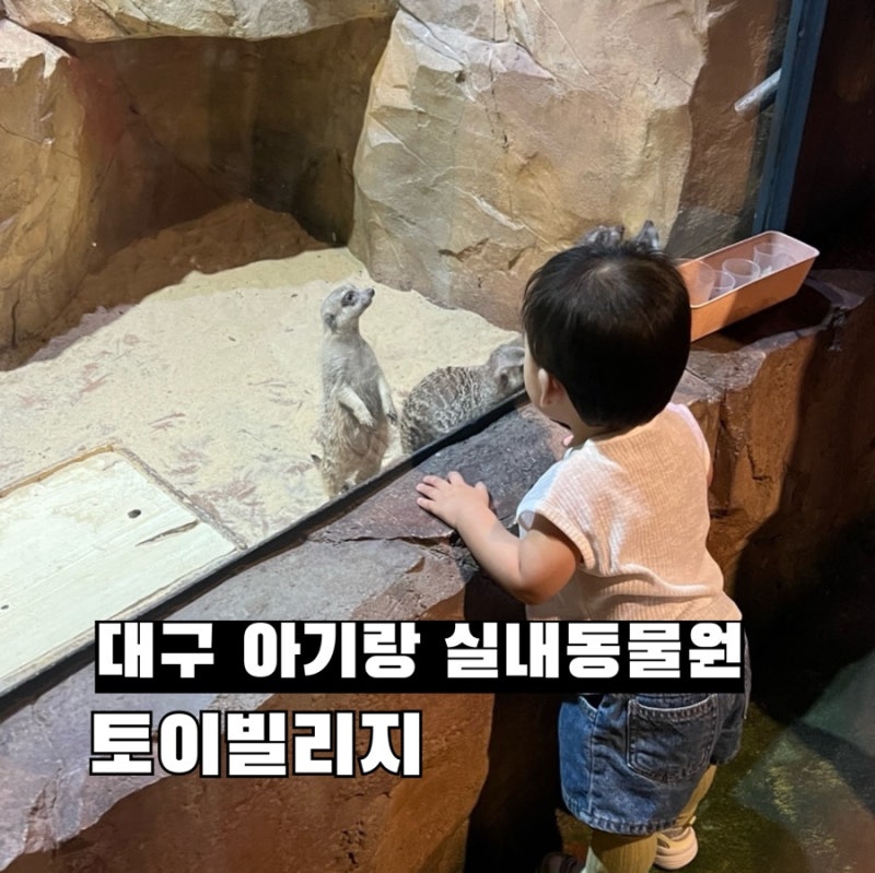 대구 실내 아기랑 가볼만한 곳 동물먹이주기체험 실내동물원+키즈카페 토이빌리지