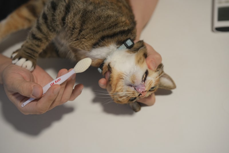 고양이 턱드름 연고, 키트로 여드름 검은깨 관리하기