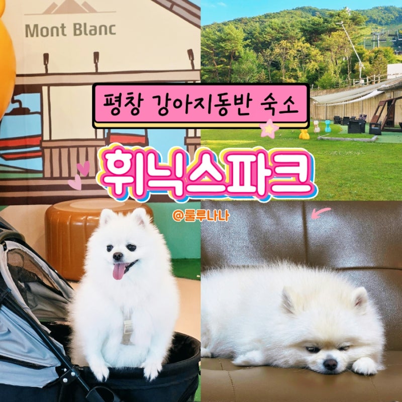 평창 애견동반 숙소 | 휘닉스파크 그린동 펫룸 스탠다드 객실 페텔 앱 예약 리조트 시설, 치....