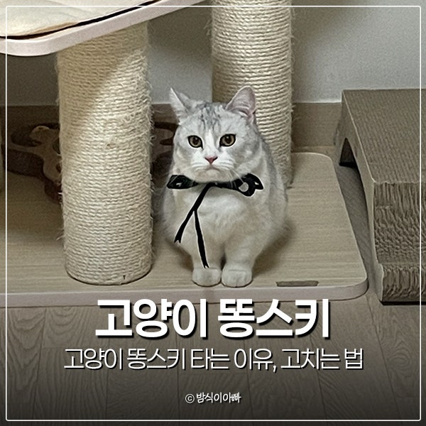 고양이 똥스키 타는 이유, 고치는 법