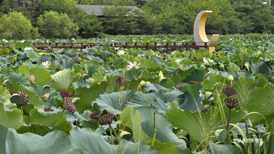 못안못 사진 5