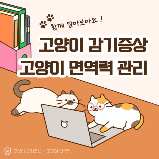 고양이 감기증상 있을 때 먹으면 좋은 음식 (feat. 고양이 면역력 기르기)