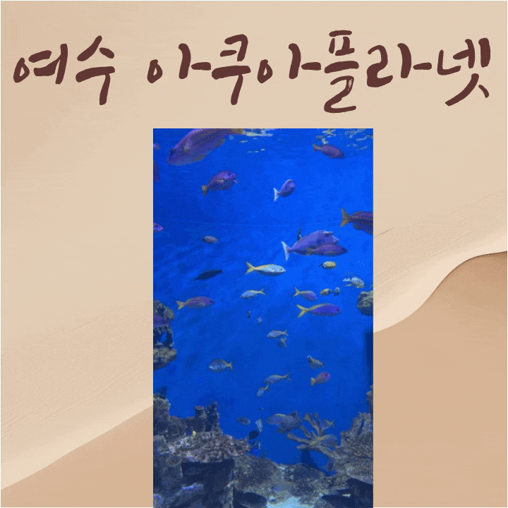 [여수 아쿠아플라넷] 야간권 1+1 할인으로 다녀온 후기 주차 안내 및 야간 공연 후기까지