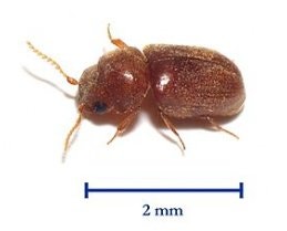 "권연벌레"라는데 왜 집에서 계속 보일까? 권연벌레 뜻과 정보, 없애는 방법까지